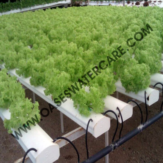 Drip Tape Drip Irrigation System Sprinkler Irrigation System Hydroponic System Lettuce for Green House